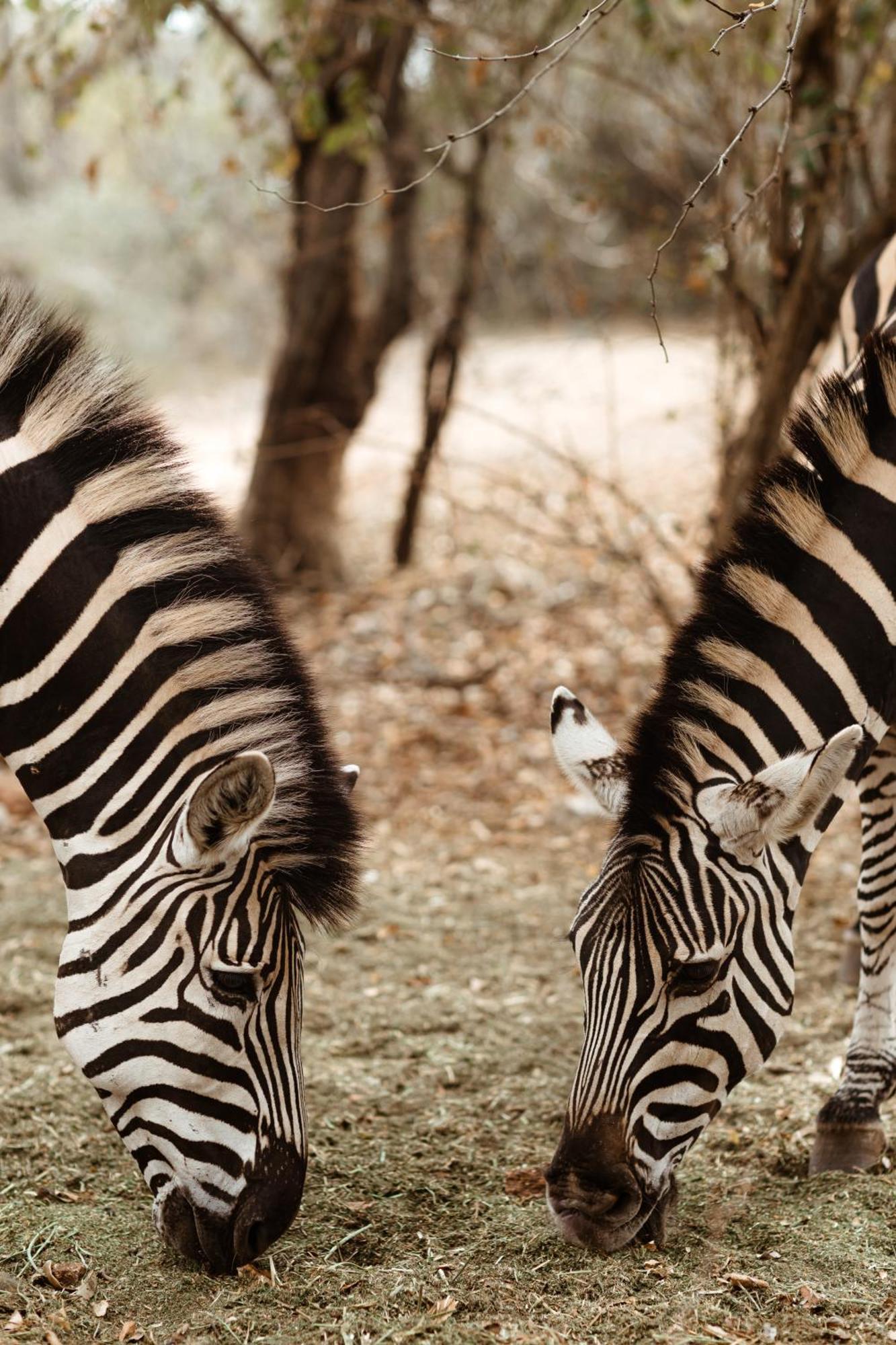 Jackals Dream - Self Catering Villa Bordering Kruger National Park Marloth Park Eksteriør bilde